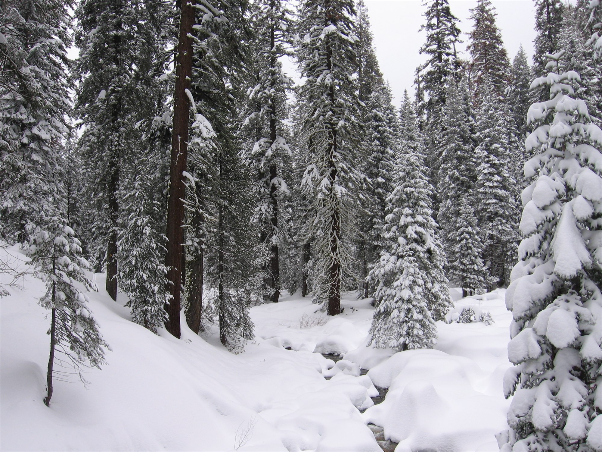 Gróðurinn í vetrardvala