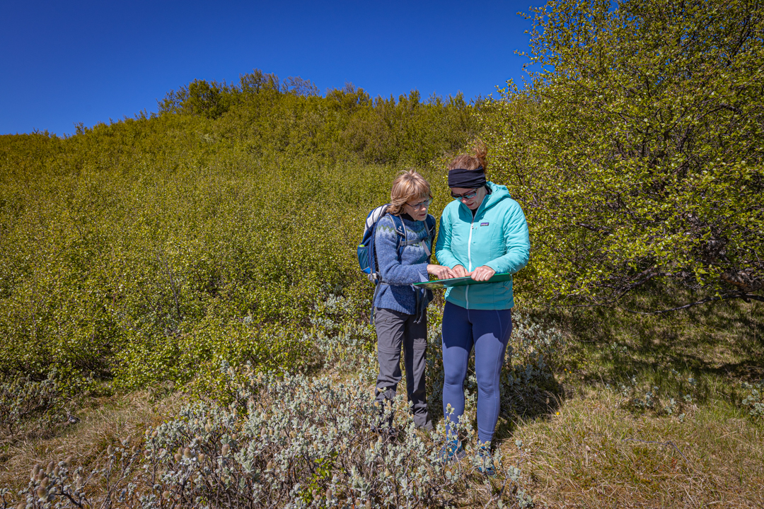Björgun birkiskóganna í Áslákstungu