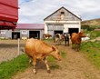 Nýr mælikvarði á líftölu