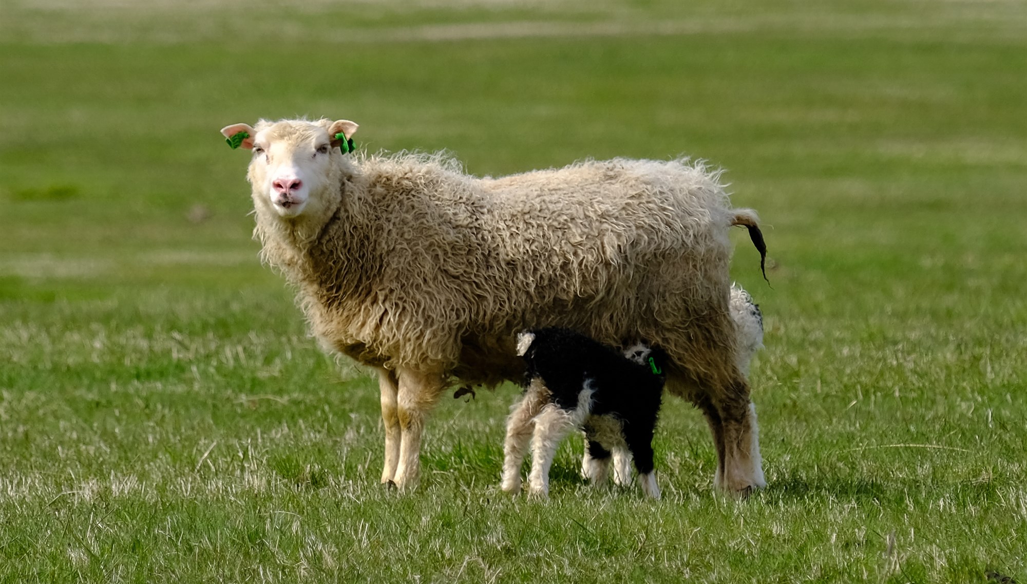 Geta endurnýtt eyrnamerki til ársins 2024