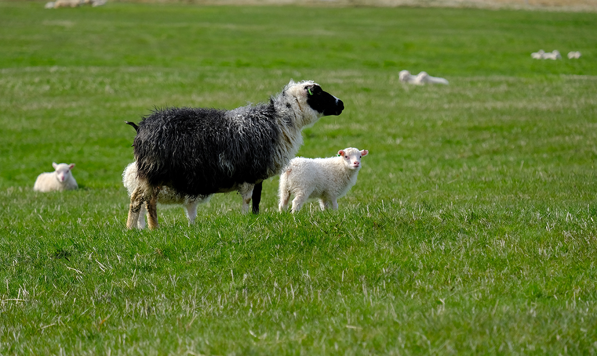 Afhending eftir sauðburð