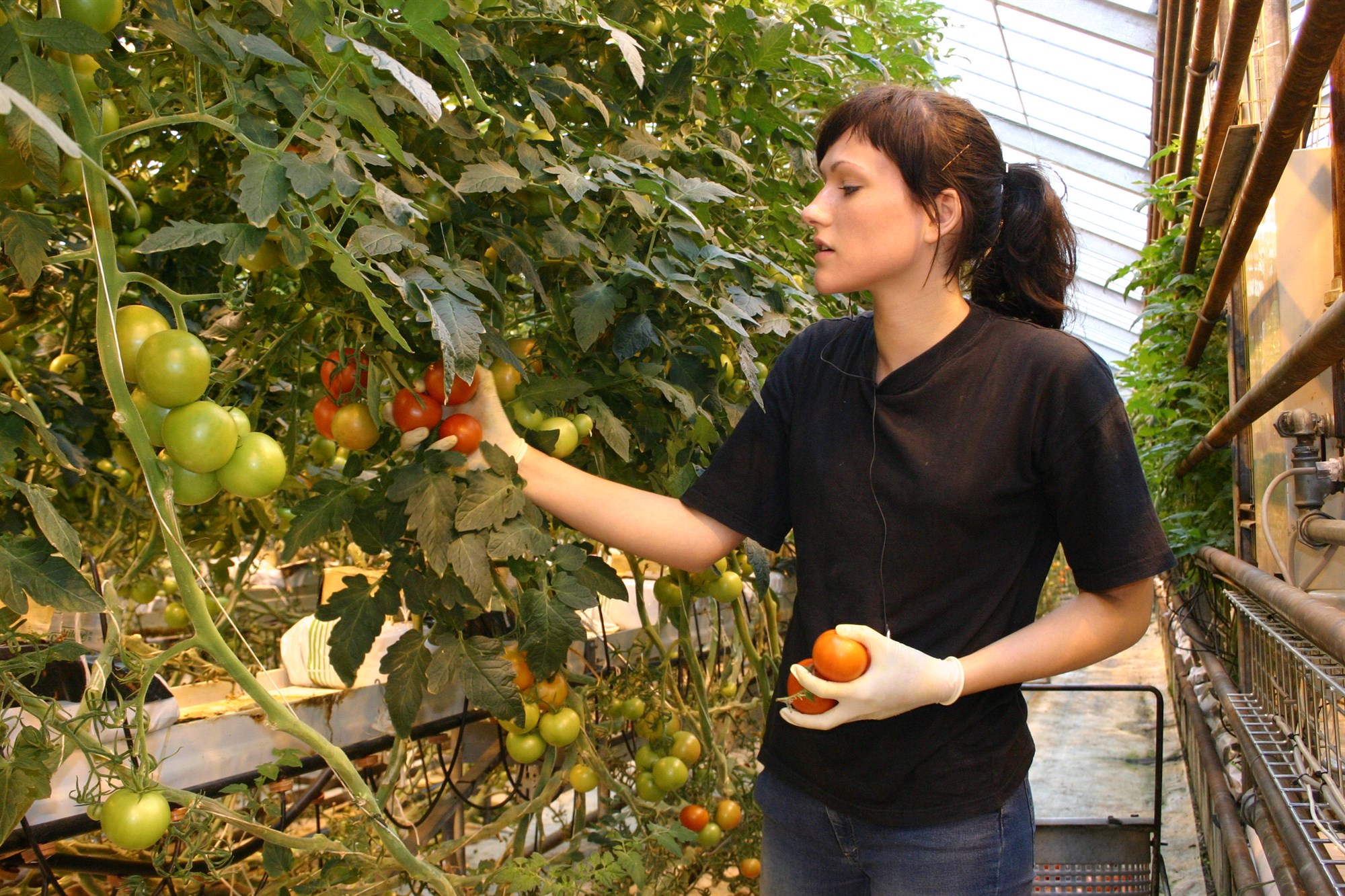 Erlendir sérhæfðir garðyrkjuráðunautar á Íslandi