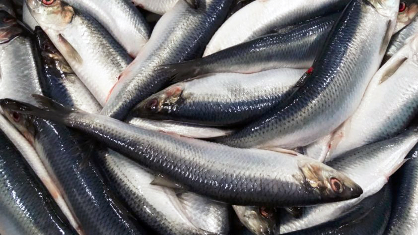 Veiðar verði auknar á norsk- íslensku vorgotssíldinni