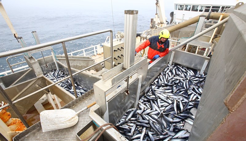 Hrun og ris norsk-íslensku síldarinnar