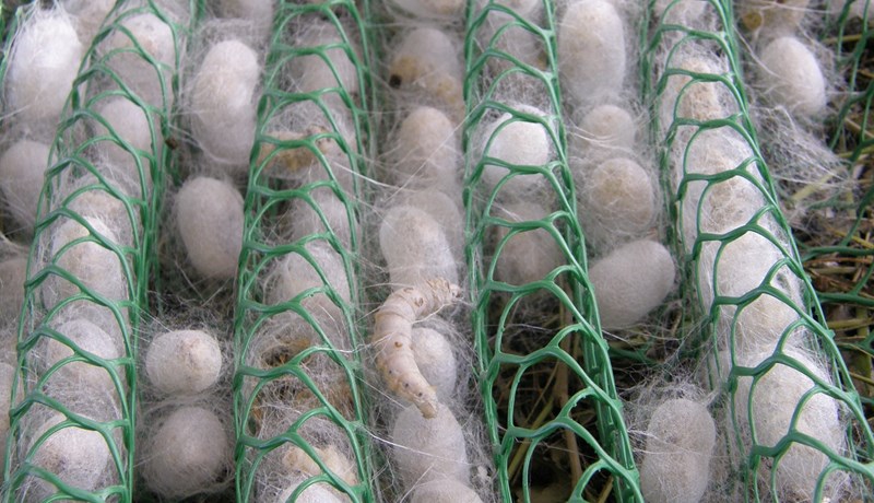 Silkiormar framleiða mýksta og eitt sterkasta efni í heimi