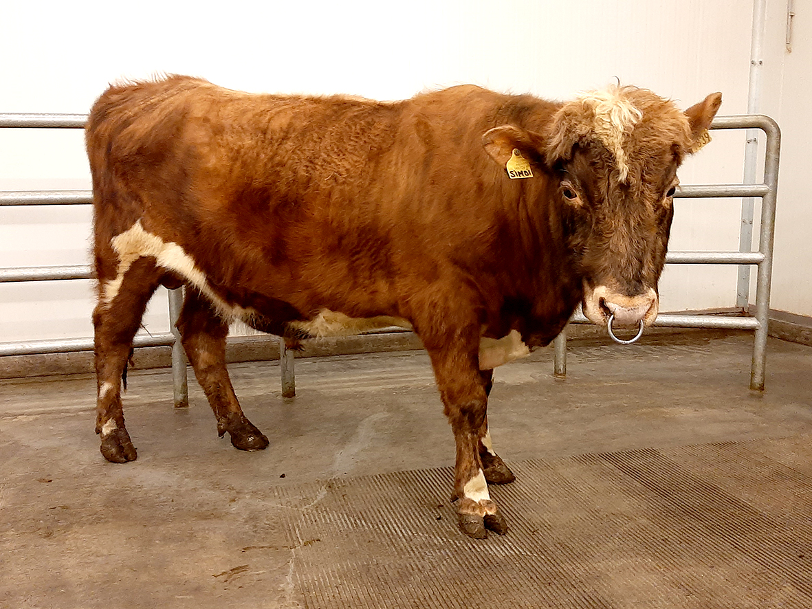 Breytingar á nautum í notkun