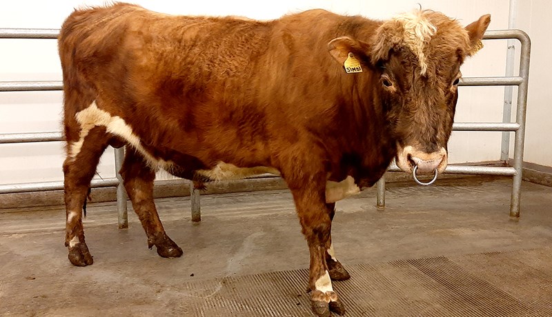 Breytingar á nautum í notkun