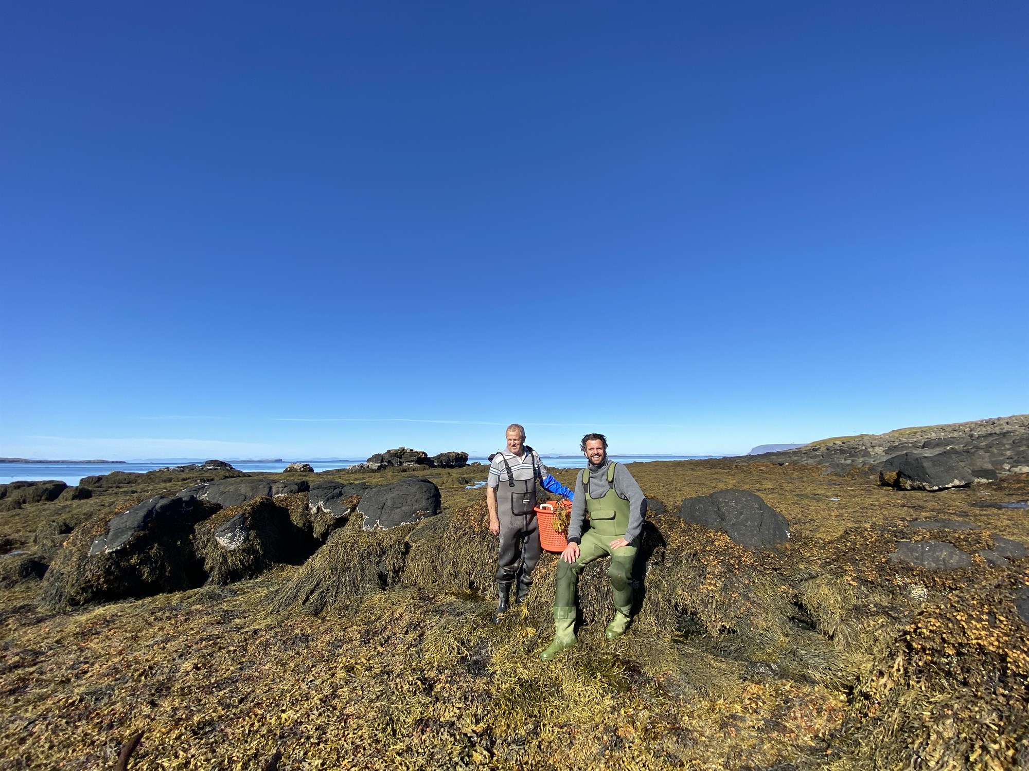 Heilsuþættir þarans eru ótvíræðir