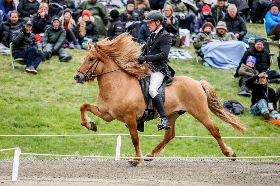„Hann hefur frá upphafi verið mjög gefandi hestur að vinna með og erum við mjög ánægð með hve vel hefur tekist að sameina marga eftirsóknarverða gæðingskosti í einum grip,“ segir Birna um stóðhestinn Sirkus sem hlaut meðal annars einkunnina 9,5 fyrir vilj