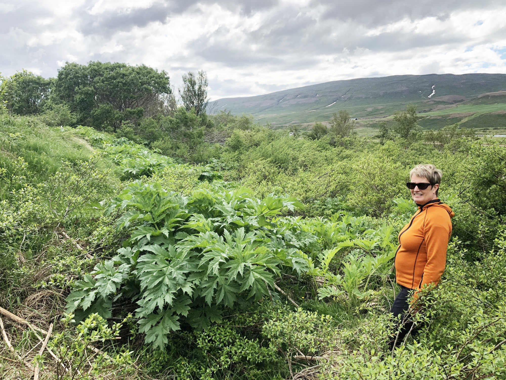 Skógarkerfill og lúpína breiðast hratt út