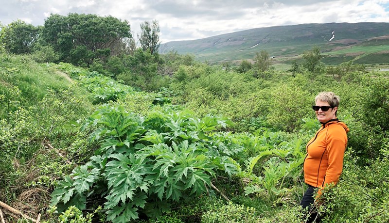 Skógarkerfill og lúpína breiðast hratt út