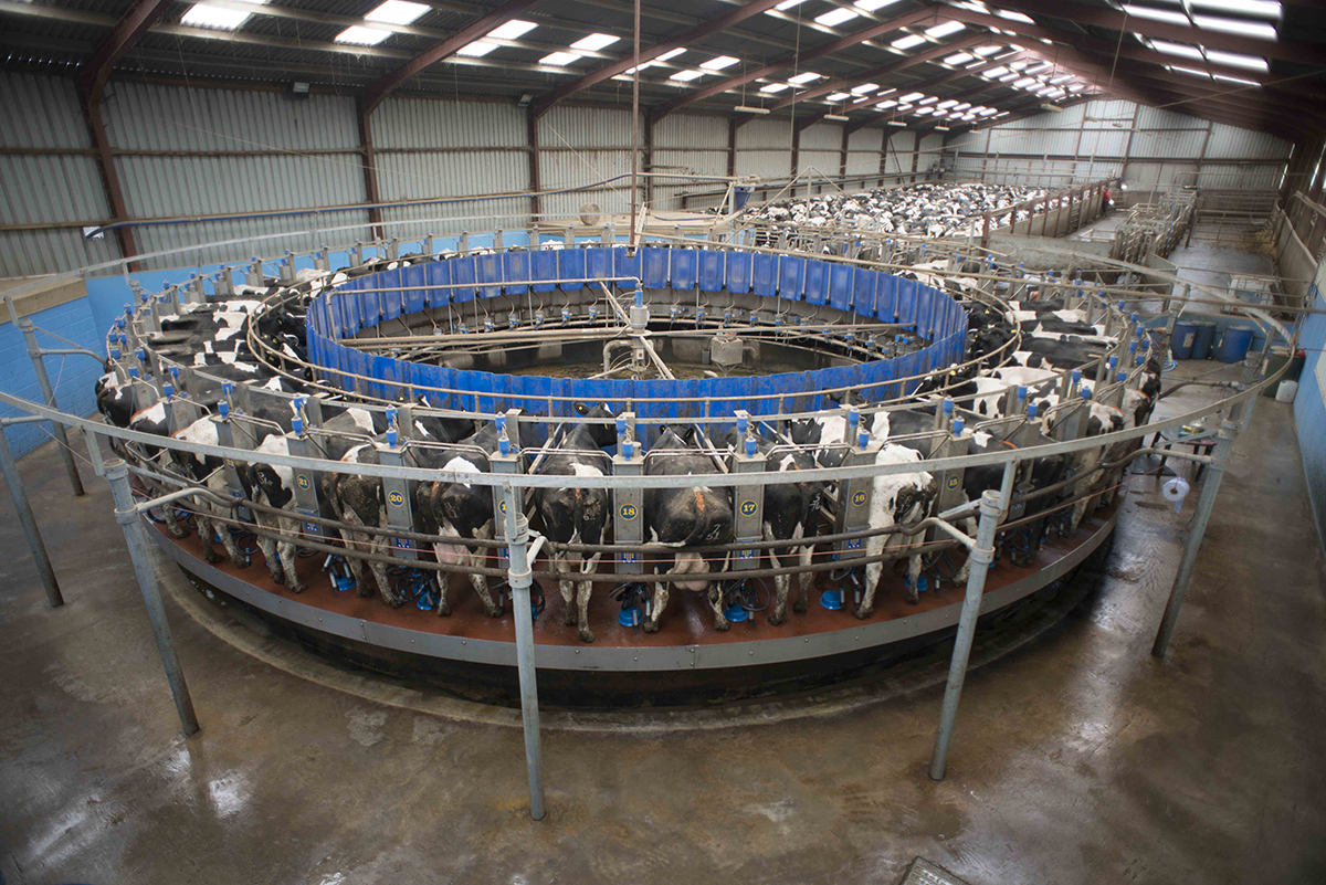 Lágt verð að sliga mjólkurframleiðendur á Bretlandseyjum