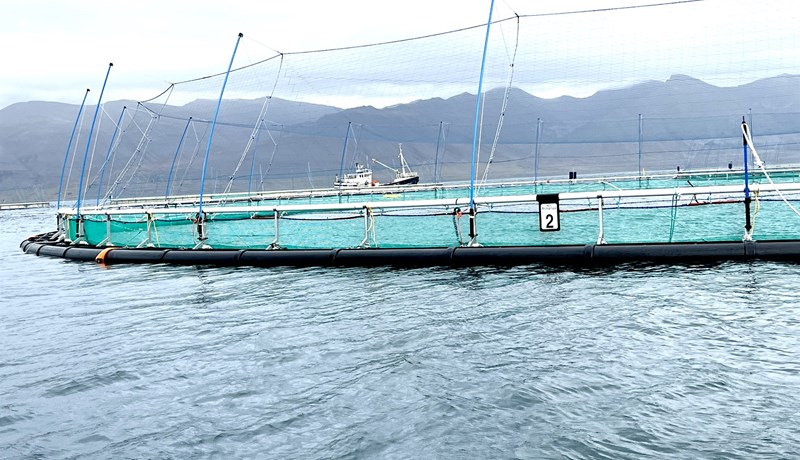 Stefnt á aukið laxeldi í sjó