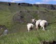Núverandi staða varnarhólfa