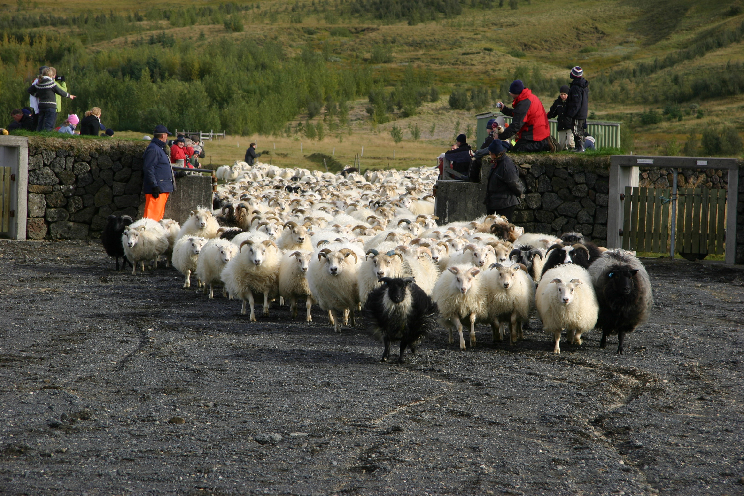 Leiðbeiningar Matvælastofnunar um velferð búfjár í göngum og réttum