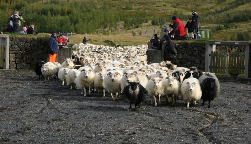 Leiðbeiningar Matvælastofnunar um velferð búfjár í göngum og réttum