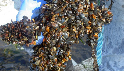 Þegar sett eru lög um starfsemi sem í raun fela í sér bann