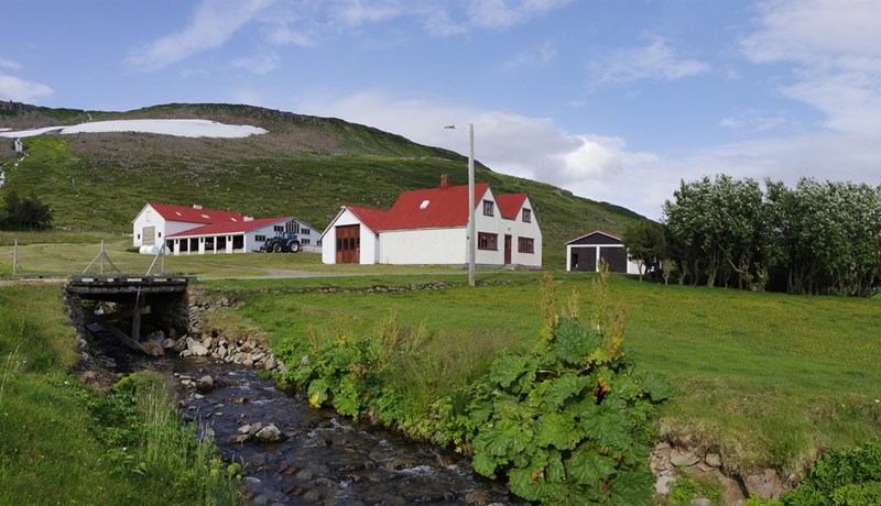 Undirbýr smalamennsku og framboð til setu á Alþingi þó orðinn sé áttræður