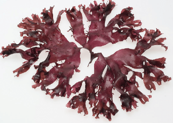 Rauðþörungar í fóðri gætu dregið mjög úr metanlosun nautgripa