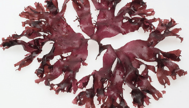 Rauðþörungar í fóðri gætu dregið mjög úr metanlosun nautgripa