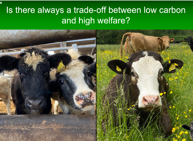 Þversagnir í afstöðu neytenda