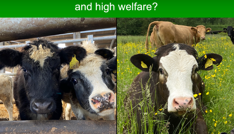 Þversagnir í afstöðu neytenda