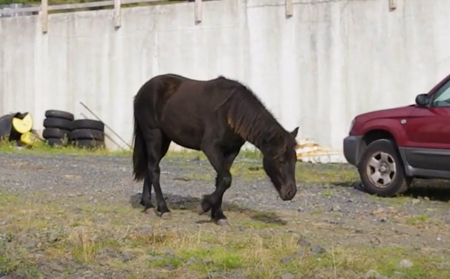 Drómasýki í hrossum