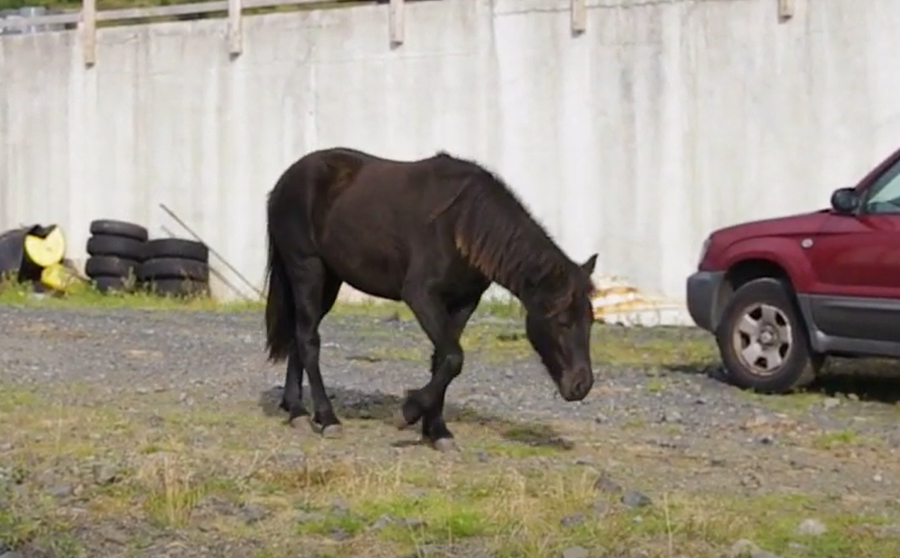 Drómasýki, sem stundum er kölluð svefnsýki, er arfgengur sjúkdómur þar sem arfhreinir einstaklingar hengja haus og slangra óstöðugum fótum eins og þeir hafi fengið góðan skammt af deyfilyfi hjá dýralækni.