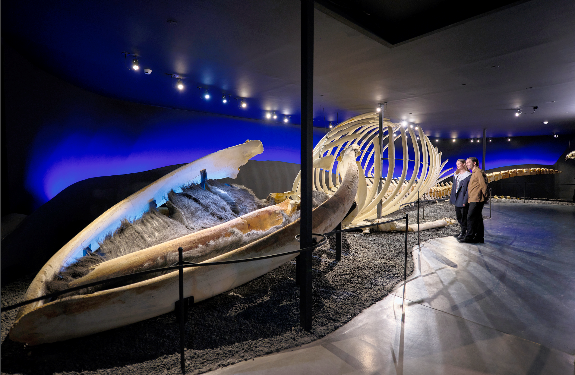 Velkomin í Hvalasafnið