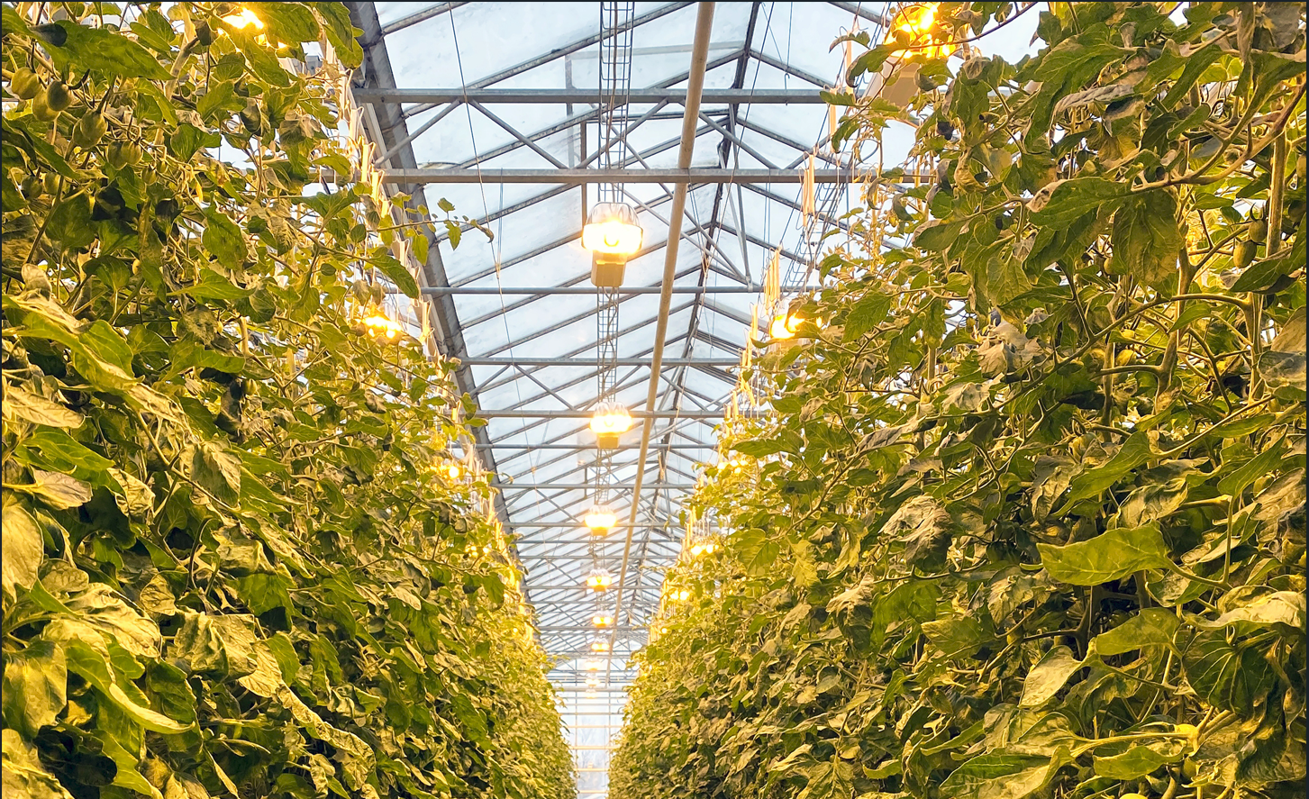 Garðyrkjubændur rafmagnslausir