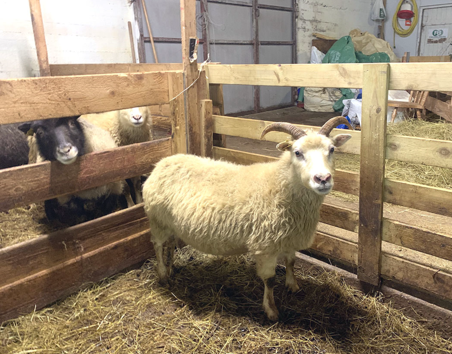 Gripir finnast með ARR-breytileikann í Mýrdal