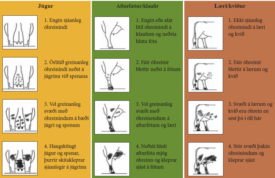 Hreinleikamat nautgripa er einfalt í framkvæmd. 