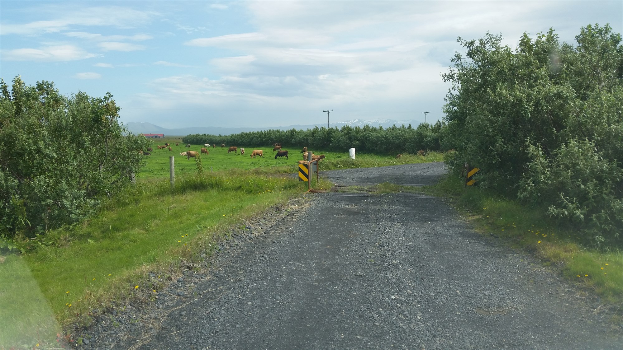 Öll lögbýli geta fengið styrk til skjólbeltaræktunar