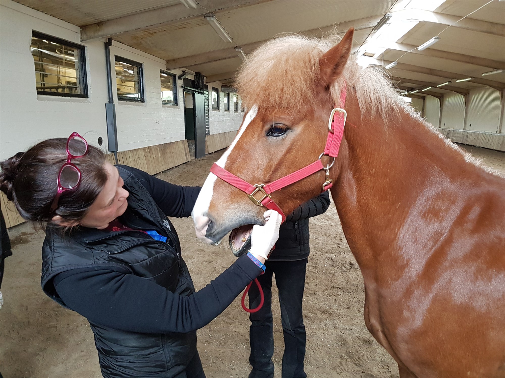 Jákvæð þróun á tíðni þrýstingsáverka í munni keppnishesta á LM2024