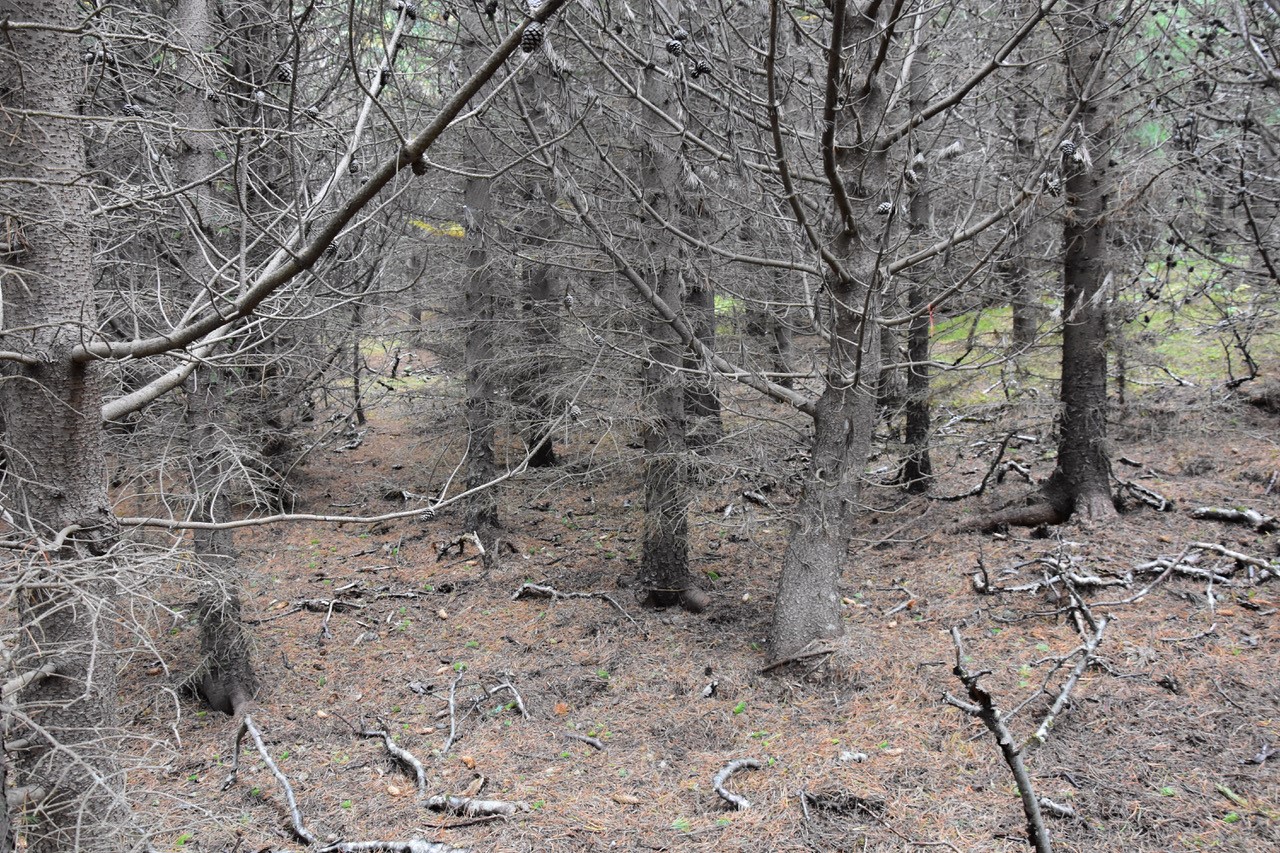 Hernaði skógræktar gegn náttúru landsins verður að linna