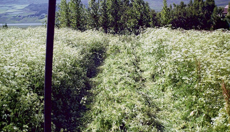 Skipuleg eyðing á skógarkerfli