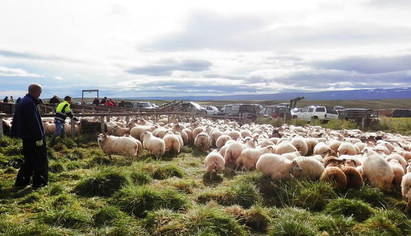 Fjöldatakmarkanir vegna gangna og rétta miðaðar við 300 manns