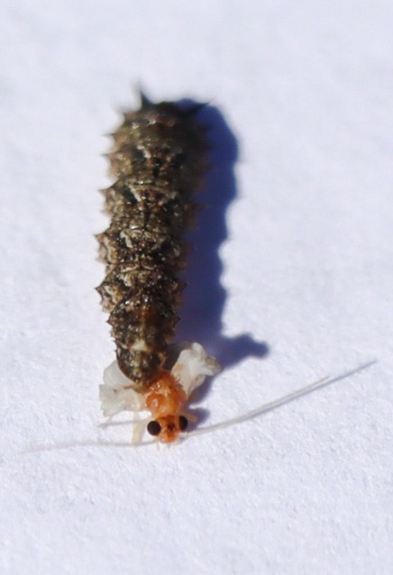 Náttúrulegir óvinir meindýra – Hetjur skógarins?