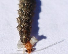 Náttúrulegir óvinir meindýra – Hetjur skógarins?