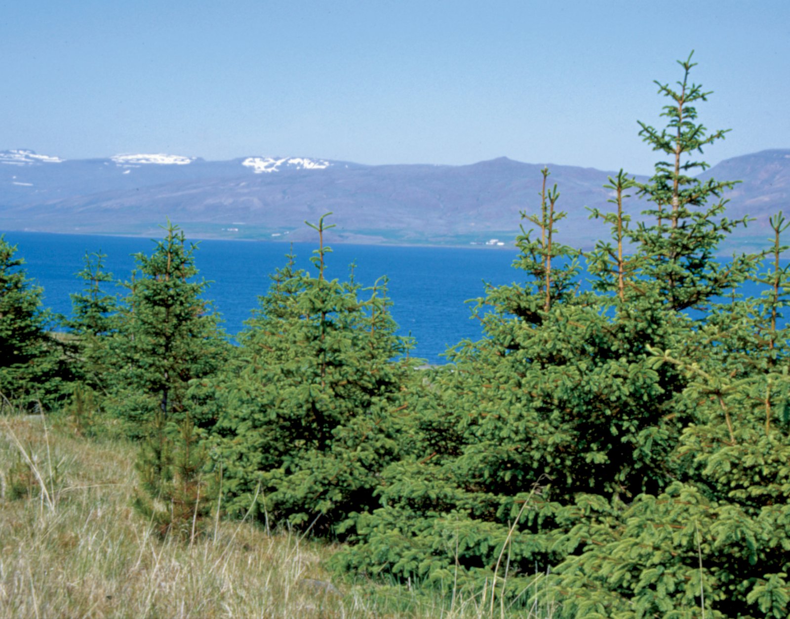 Yfirgnæfandi meirihluti Íslendinga er jákvæður fyrir skógrækt í landinu