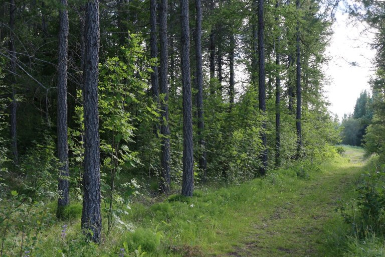 Ísland er fyrirheitna landið