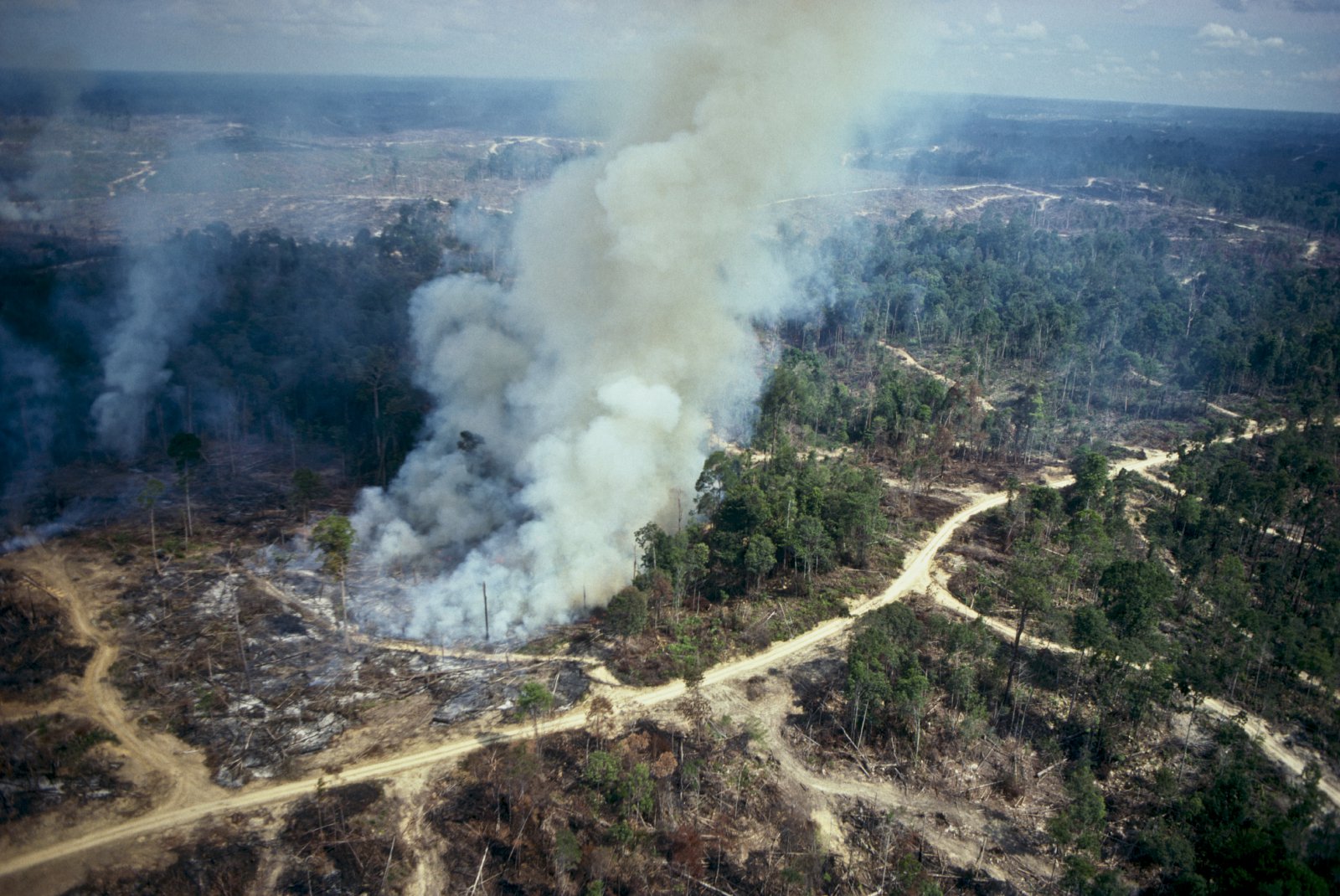 Pálmaolía – blessun eða bölvun?