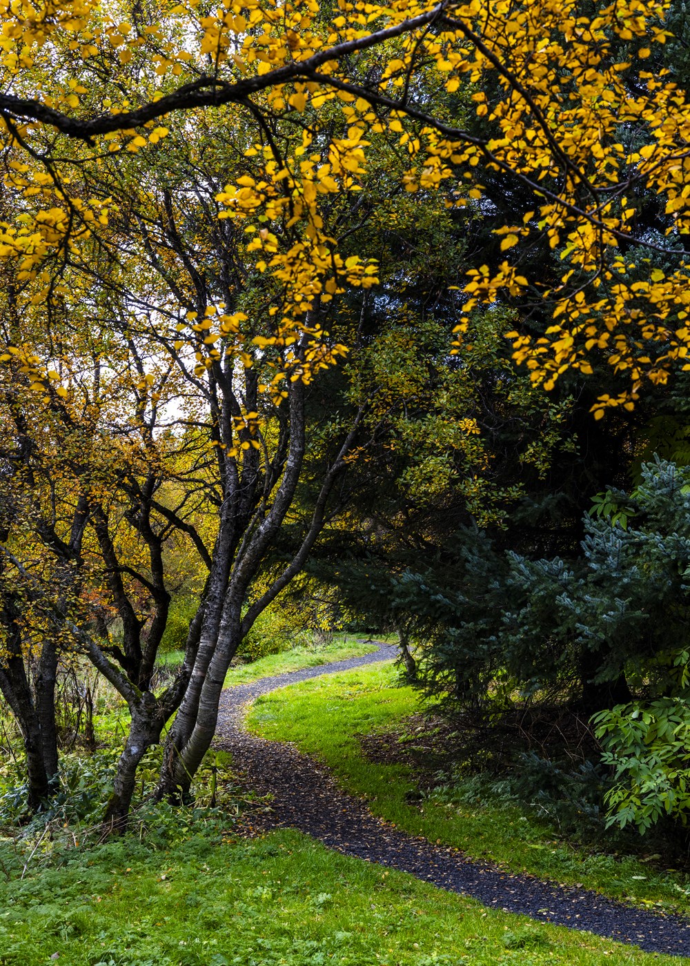 Nýr staðall styrkir sjálfbæra skógrækt á Íslandi