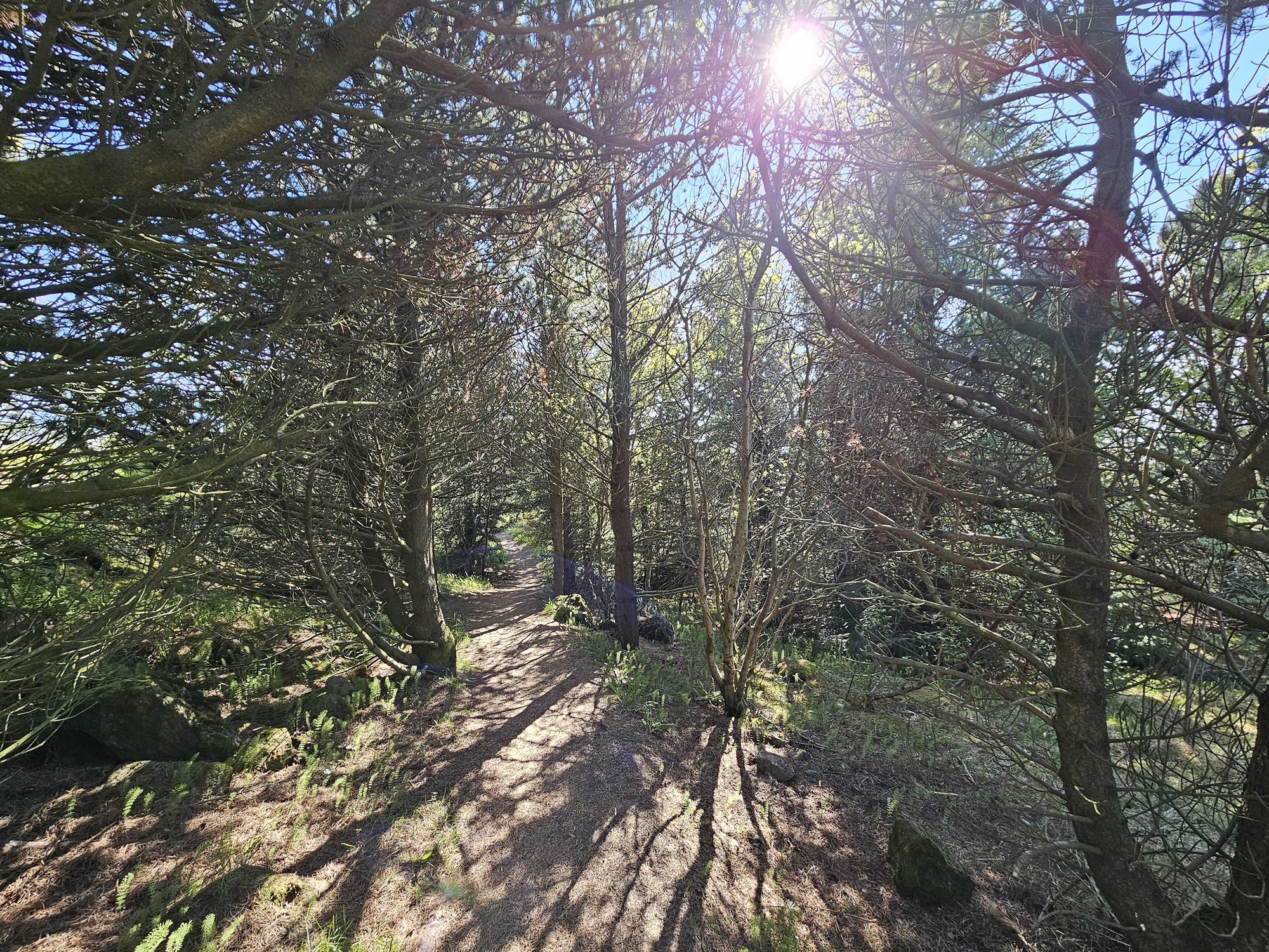 Skógur alltaf til bóta