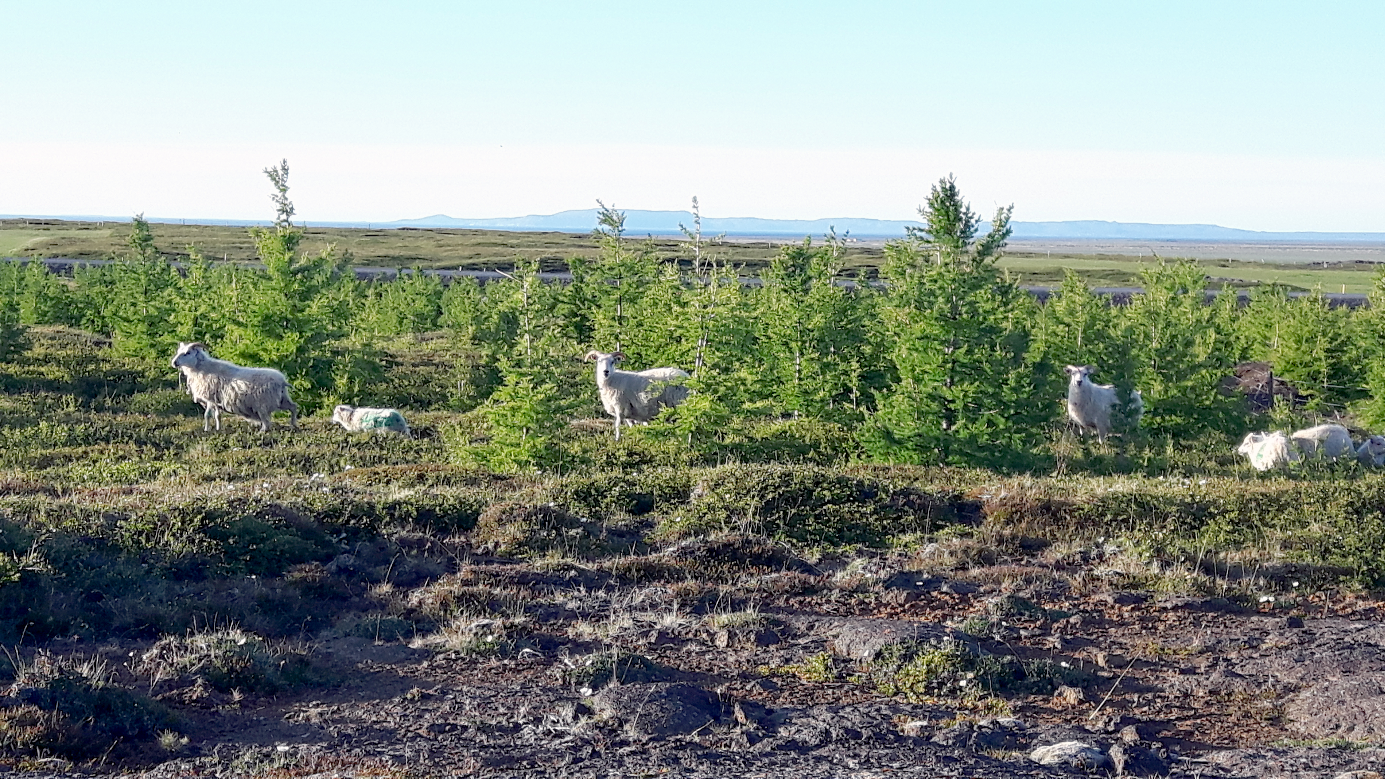 Tækifæri sauðfjárbænda geta legið í skógrækt