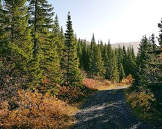 300 milljóna uppgræðsla