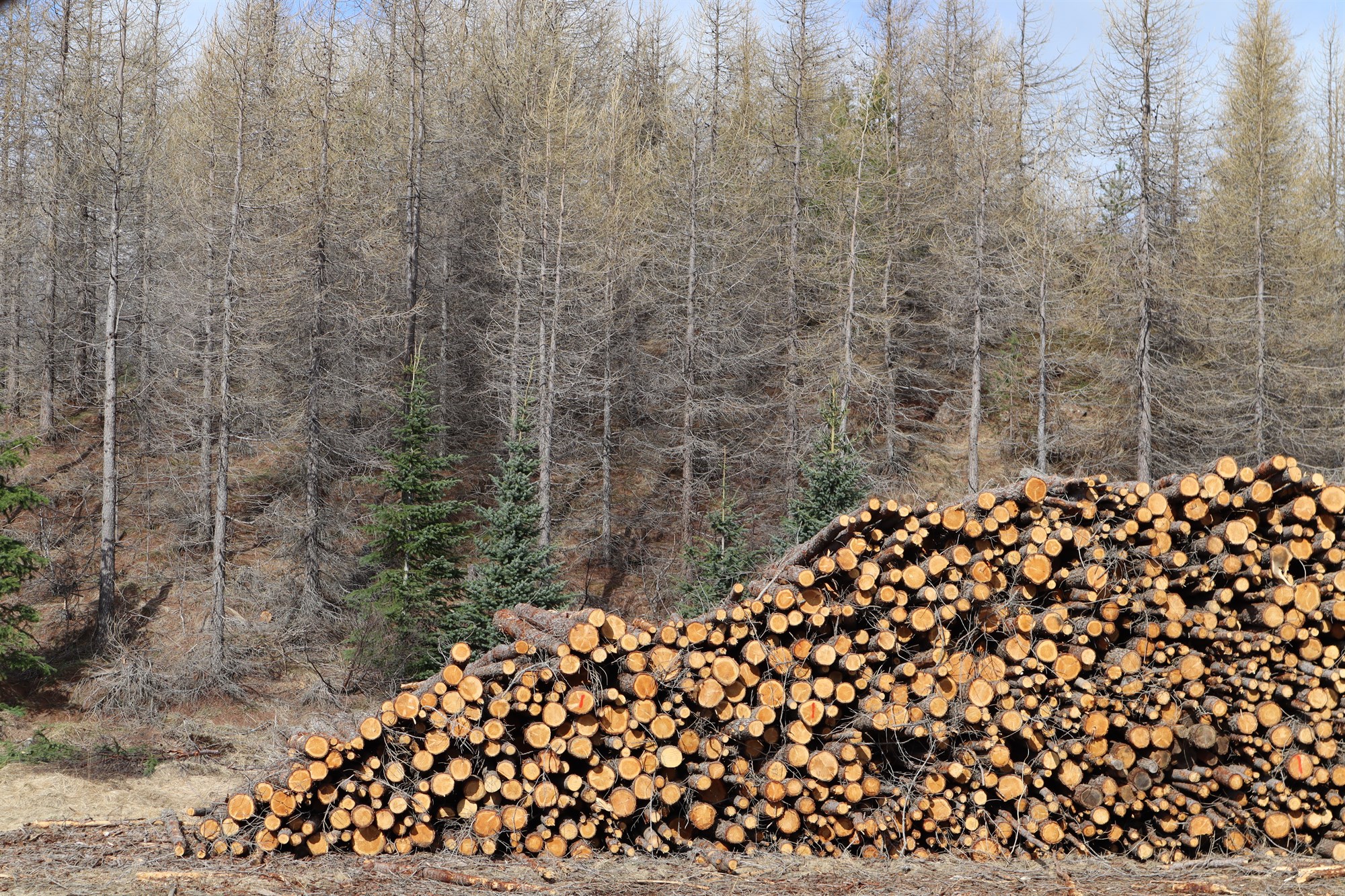 Kolefnisjafnvægi milli lífs og dauða