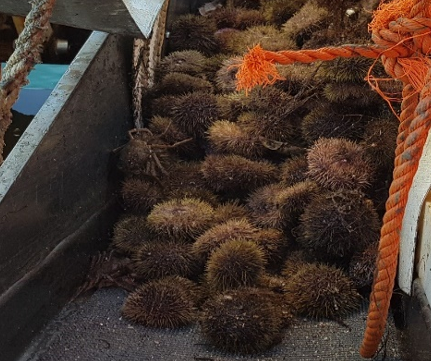 Fundu ekki nýtanleg ígulkeramið í Ísafjarðardjúpi en víða í Húnaflóa