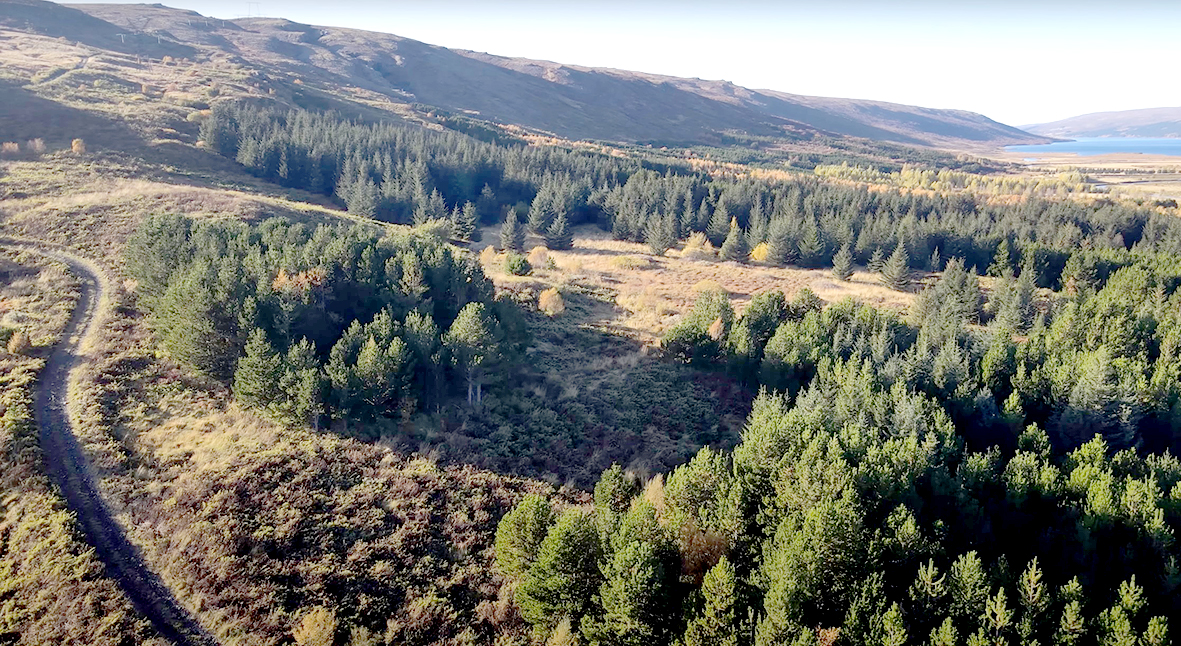 Hreppsnefnd lagði Skógræktina