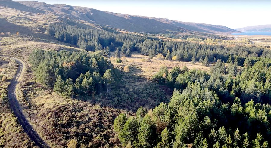 Úr Skorradal. Tré í landi Brekkukots.